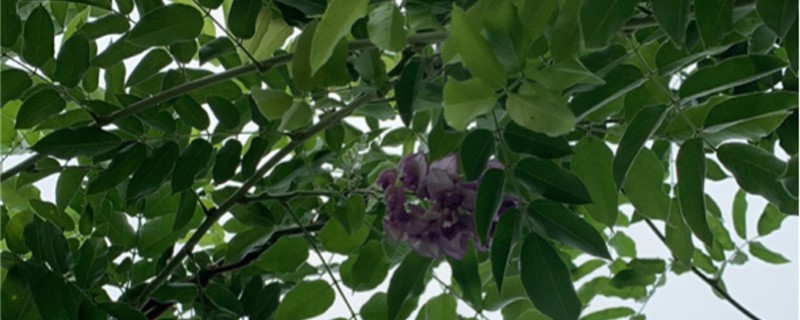 紫藤花养几年能开花(紫藤种多久时间能开花)
