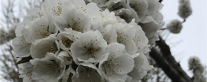 白色樱花品种(白色樱花品种大全图解)