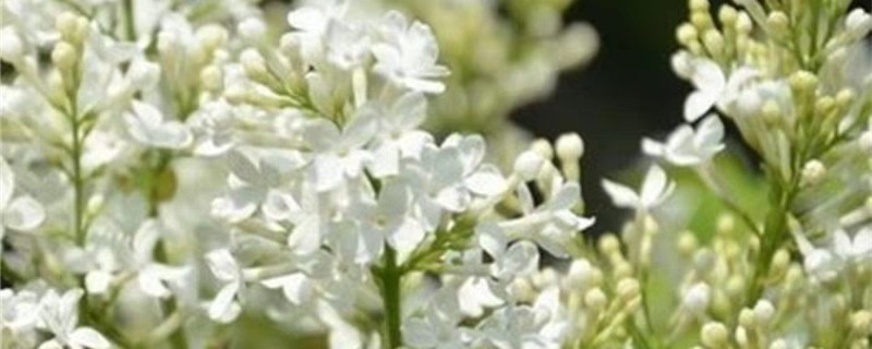 白色丁香花的养殖方法和注意事项(白色丁香花怎么养)