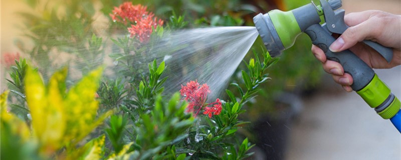 夏天植物浇水频率(冬天植物浇水频率)