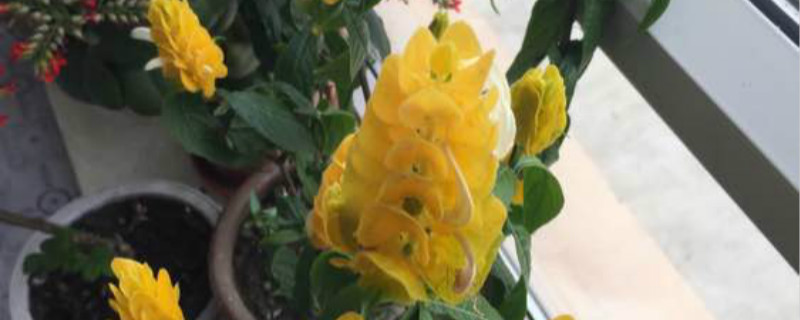 金枝玉叶花浇水方法(金苞花的养殖方法和注意事项)