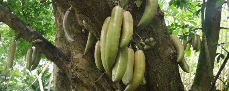 香肠树的果实怎么吃(广东的香肠树可以吃吗)