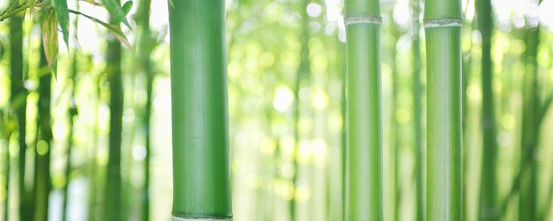 竹子的养殖方法及养护知识家庭(竹子的养殖方法及养护知识盆景)