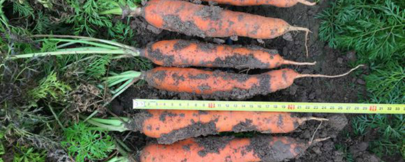 胡萝卜种植时间和方法,胡萝卜什么时候种植最好