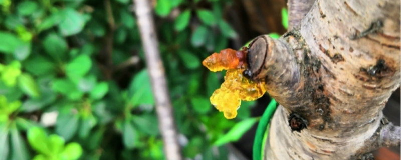 树上采的桃胶直接可以吃吗(直接在树上采摘的桃胶怎么处理后能吃)