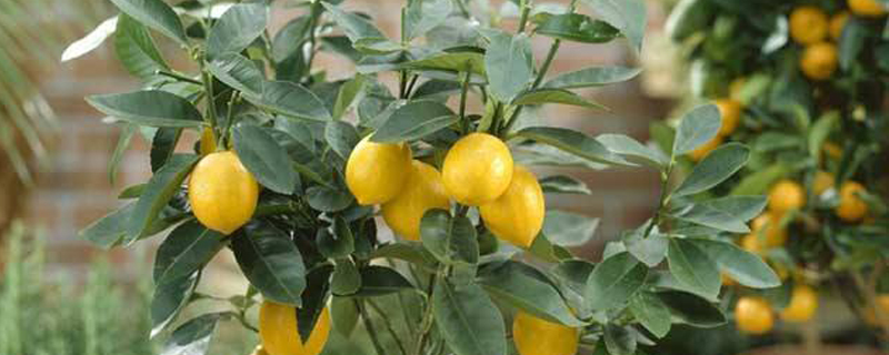 柠檬树有多少种品种(柠檬树有多少种?)
