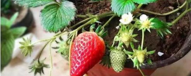盆栽草莓多久开花结果(草莓栽上多长时间开花)