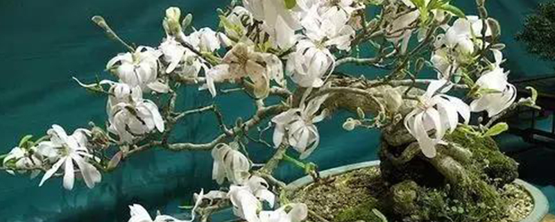 木兰花品种(木兰花盆景图片)