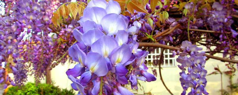 紫藤花的品种(紫藤的品种有多少个品种)