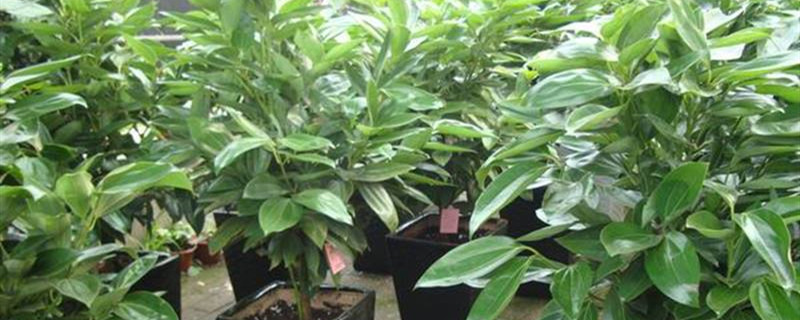 观叶植物可以使用磷酸二氢钾吗(绿叶植物可以用磷酸二氢钾吗)