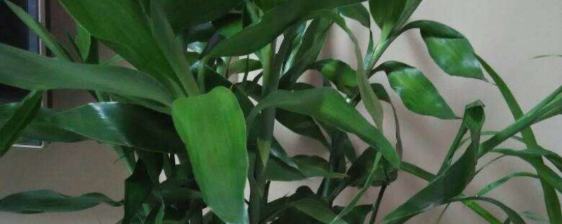 文竹是观叶植物吗(文竹是蕨类植物吗)