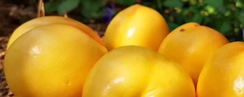 黄金油桃的特点(黄金桃的特点是什么)