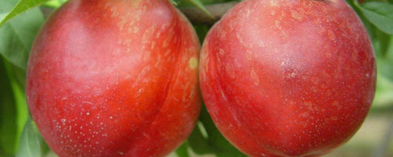 油桃是怎么培育出来的,转基因吗,油桃什么时候培育出来的