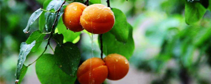 杏的生长过程作文(杏的生长过程)