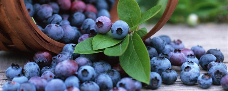 蓝莓籽能种植吗(蓝莓籽能种出来吗)