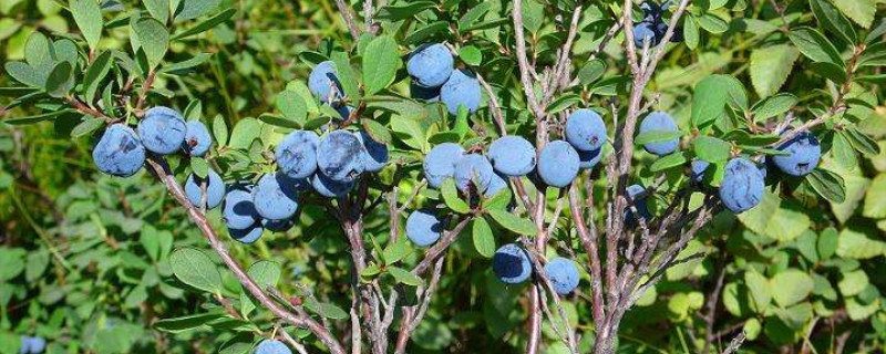 蓝莓树长什么样子图片(蓝莓树是什么样的)