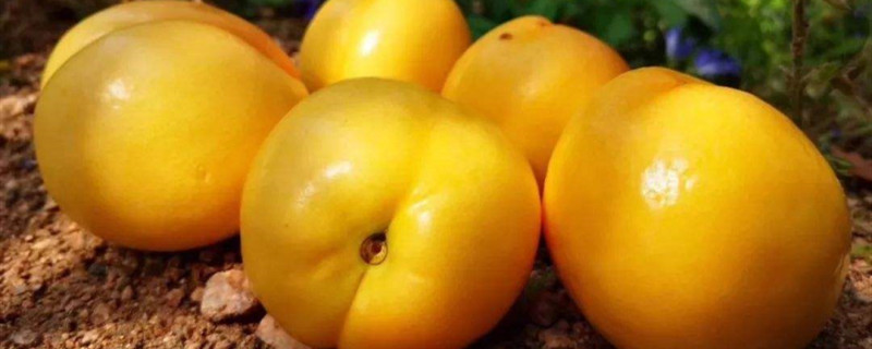 黄油桃什么时候成熟季节(黄桃几月份成熟)