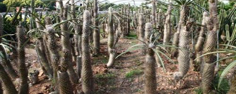 非洲霸王树的养殖方法(非洲霸王树怎么移植比较好)