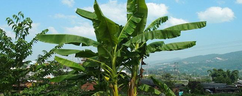 芭蕉是单子叶植物吗(芭蕉属于单子叶植物还是双子叶植物)