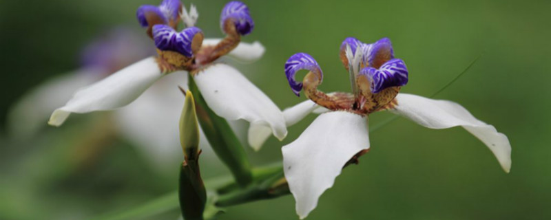 巴西鸢尾兰的养殖方法,巴西鸢尾兰什么时候开花