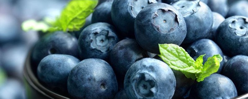 蓝莓的种子怎么种(蓝莓苗是怎么种出来的)