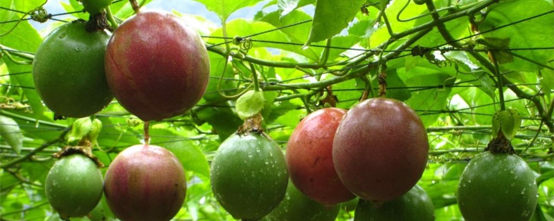 百香果的栽培与管理技术(家庭盆栽百香果的种植和管理)