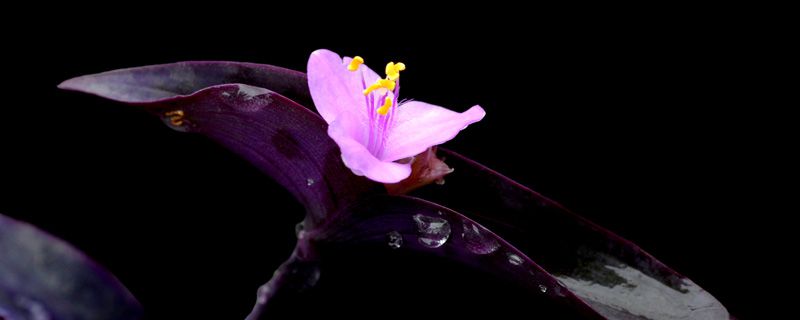 紫罗兰是什么季节开花的(紫罗兰是什么季节开花、有果实)