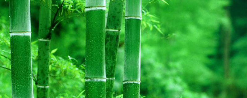 竹子什么季节生根(竹子生长在什么季节)