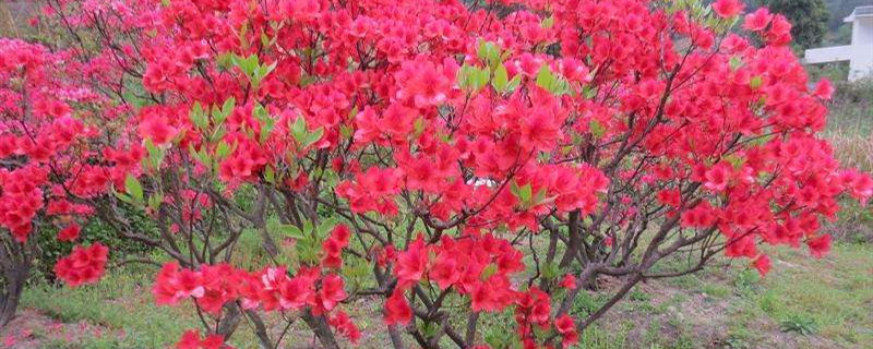 映山红种植季节(映山红种植时间)