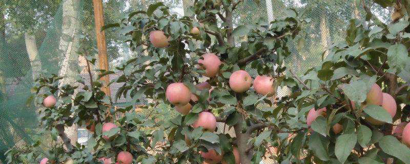 苹果树在什么季节种(苹果树苗什么季节栽最好)
