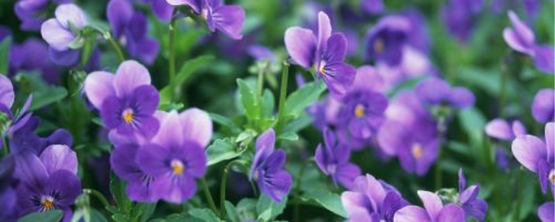 紫罗兰适合什么时候种植(紫罗兰几月份种植最好)