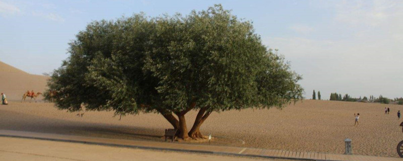 沙漠防风固沙的植物(沙漠地区栽种的植物能防风固沙是什么关系)
