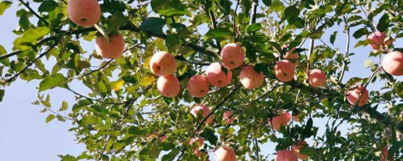 一亩苹果树能产多少斤苹果卖多少钱(一亩苹果树能产多少斤苹果利润)