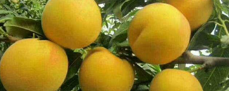 荷兰香蜜杏有几个品种(荷兰香蜜杏价格及产地?)