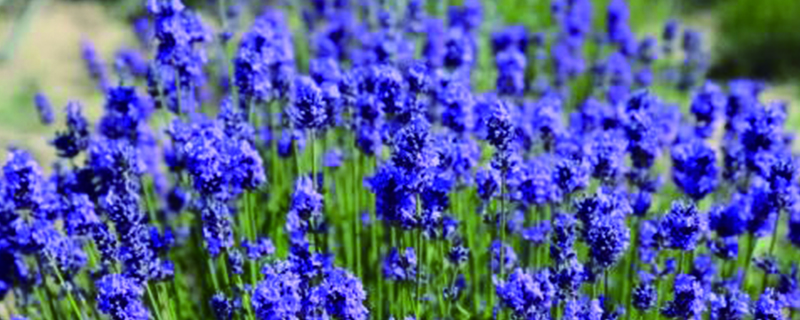 有一种紫色的花很像薰衣草(紫色的像薰衣草一样的花是什么花)