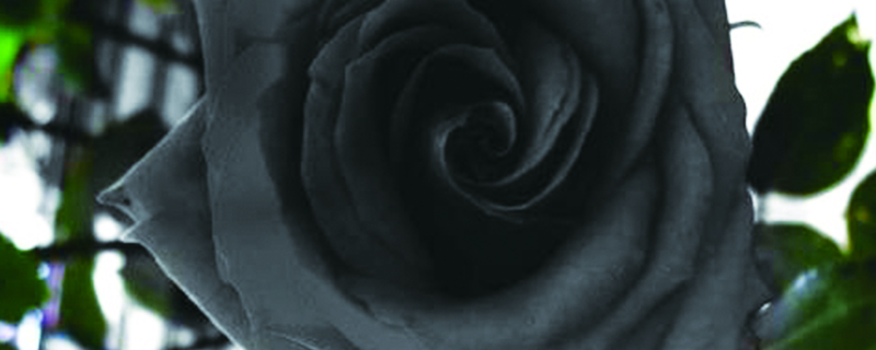 黑玫瑰的花语与寓意是什么(黑玫瑰的花语和象征)