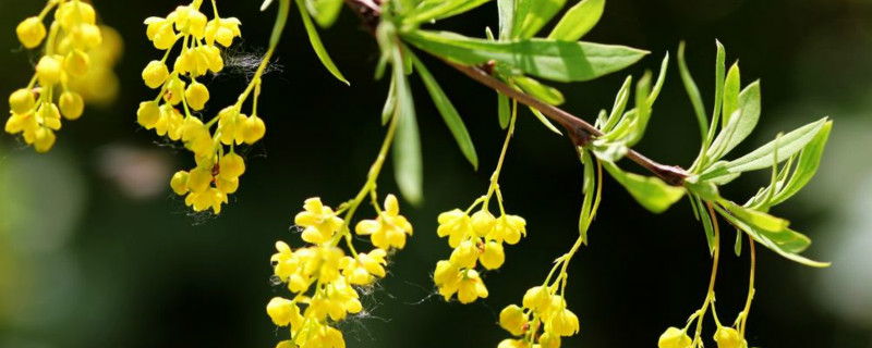 小檗是什么植物(常见的小檗科植物)
