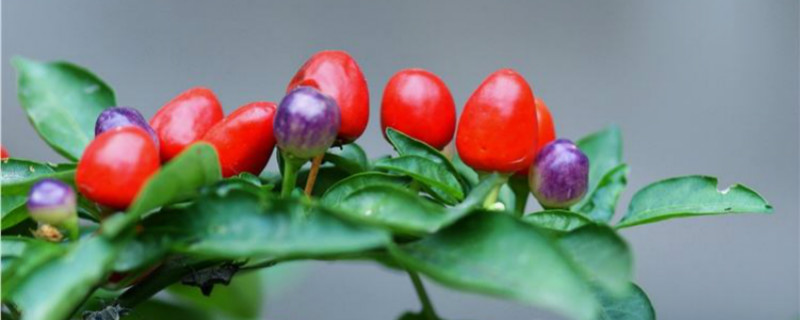 五色椒种植和管理(五色椒怎么养)