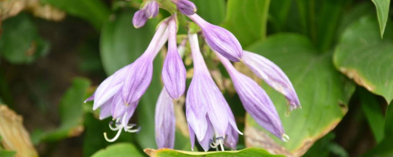紫萼花语是什么(紫萼花图片与功效)