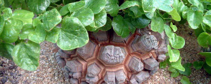 巴西龟名字的来历,墨西哥龟甲龙图片