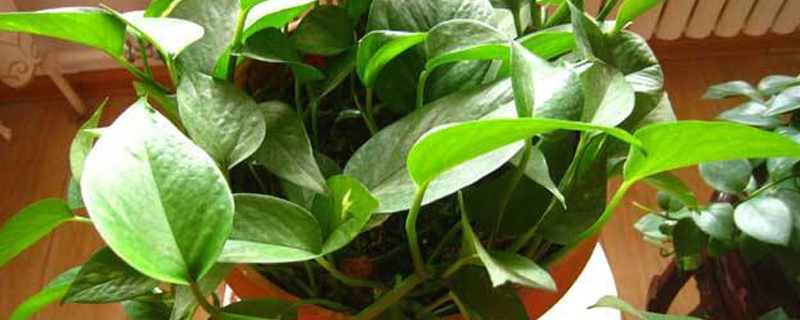 净化空气的植物室内(净化空气释放氧气的室内植物)