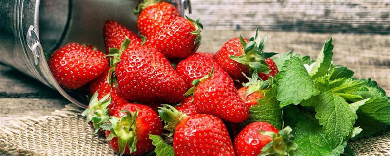 草莓在什么季节种植最好(草莓苗适合几月份种植)