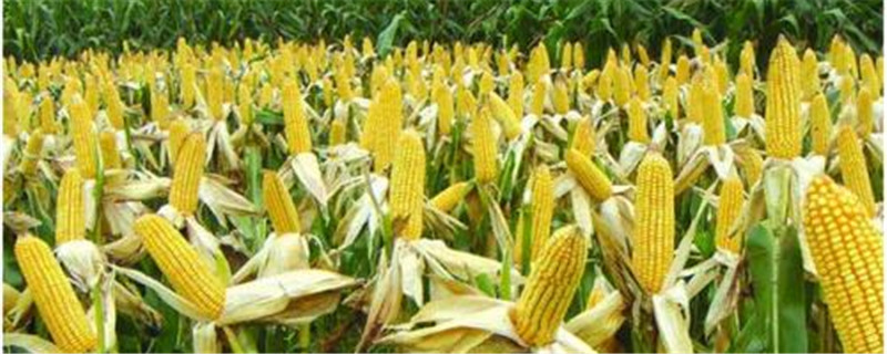 玉米的种植技术及注意事项(玉米种植注意事项)