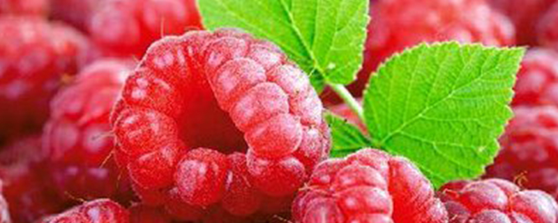 山月莓果图片(月桂莓是什么水果)