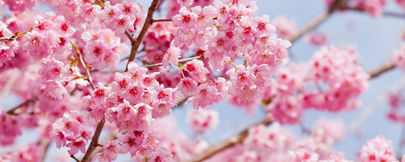 樱花花季是什么季节(樱花季 一般在什么时候)
