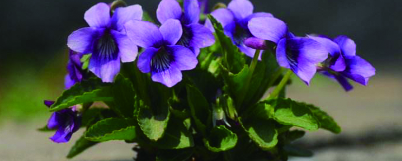 开紫色的小花的草图片大全(开紫色的小花的草药叫什么)