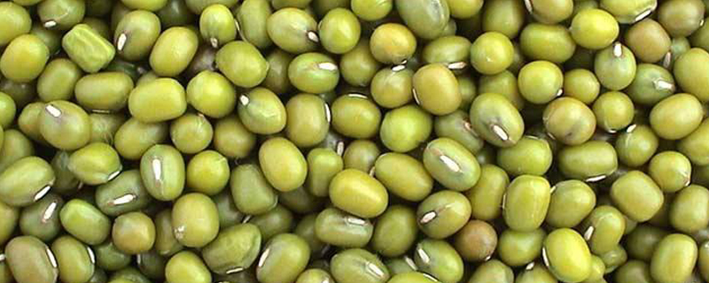 绿豆种子的萌发过程的实验报告(绿豆种子的萌发过程图片)