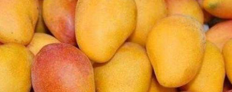 海南的芒果几月份成熟(海南的芒果成熟季节在几月份)