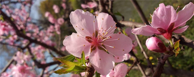 桃花树的种植方法和注意事项(桃花树的种植方法)