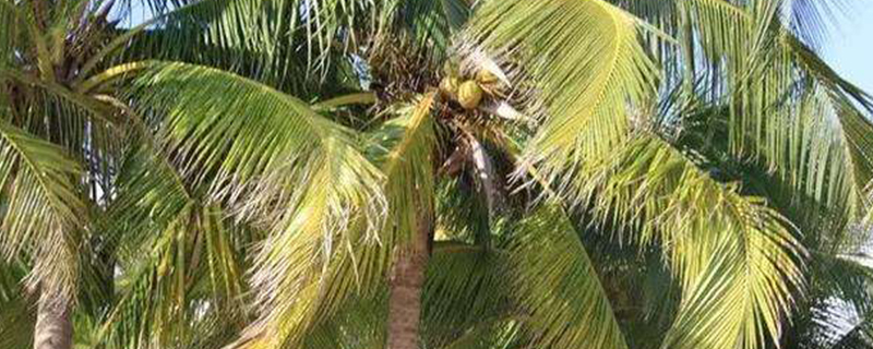 椰子树的介绍 简短(椰子树的介绍说明文)